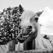 Avatar de Rancho amodos