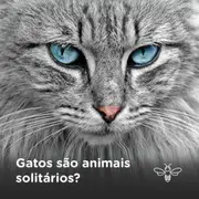 Solitários - Grupo do Telegram