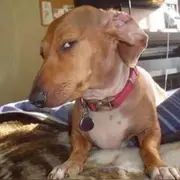 Avatar de Bassa a figura