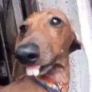 Fanáticos - Grupo do Telegram