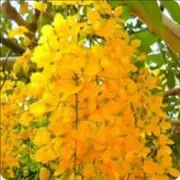 Avatar de Vendas Natureza Viva GV