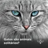 Avatar de Whatsapp Solitários
