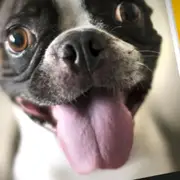 Avatar de Zoeira sem limites